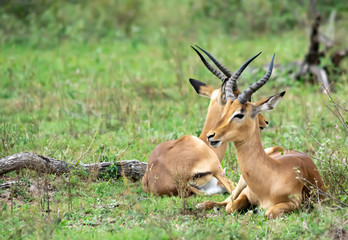 impala