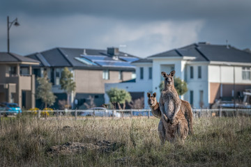 Two Eastern Grey Kangaroos surrounded by housing development