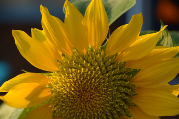 head of helianthella, little sunflower or helianthella head with yellow petals with brushed up pollen