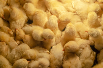 A newborn chicken is knocked out of an egg,brood of small chicks. Close up.Hatching Chick in a farm, Keeping chicks warm by poultry heat lamp.
