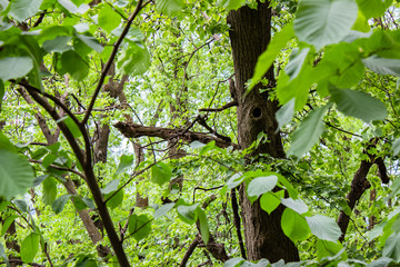 Architecture of Lviv. Lviv is the cultural center of Ukraine. Television and town hall in the center. Tourist attractions. .