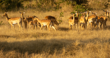 Naklejka na ściany i meble herd of antelopes