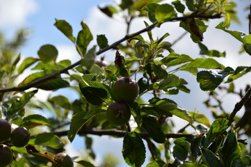 Apples growing on the Apple tree