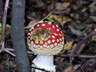 fly agaric in the forest