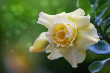 Desert rose flower in the garden with blurry green leaf in the background.,  Mock azalea flowers, Impala lily flower,Desert rose, Mock Azalea, Impala lily