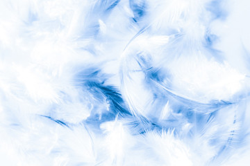 Beautiful abstract texture close up color white purple and blue feathers background and wallpaper