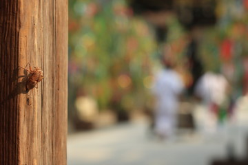 古い柱に付いたセミの抜け殻と京都、北野天満宮の夏の七夕の準備風景