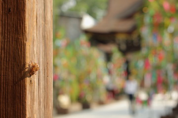 古い柱に付いたセミの抜け殻と京都、北野天満宮の夏の七夕の風景