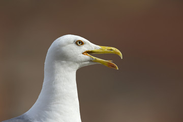 A potrait of an yellow-legged gull (Larus michahellis) in the city centre of Rome.