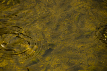 fishes and circles in the pond