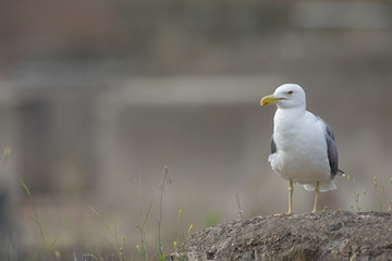 An adult yellow-legged gull (Larus michahellis) perched on the ruins of the Trajan's Forum in Rome city centre.