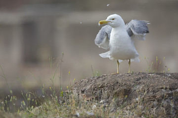 An adult yellow-legged gull (Larus michahellis) perched on the ruins of the Trajan's Forum in Rome city centre.