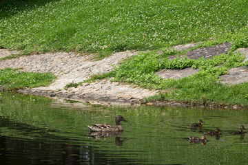duck with its young swimming in the river