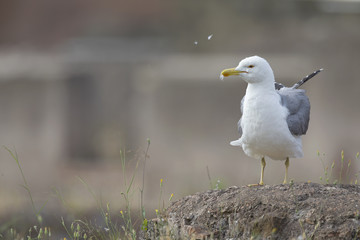 An adult yellow-legged gull (Larus michahellis) perched on the ruins of the Trajan's Forum in Rome city centre.