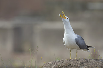 An adult yellow-legged gull (Larus michahellis) perched and calling from the ruins of the Trajan's Forum in Rome city centre.