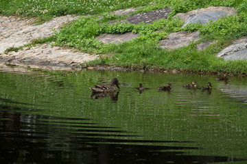 duck with its young swimming in the river