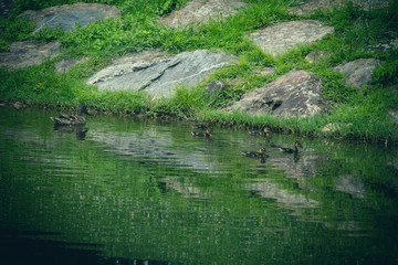 duck with its young swimming in the river
