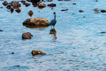 Seabirds stand on the water for anglers.