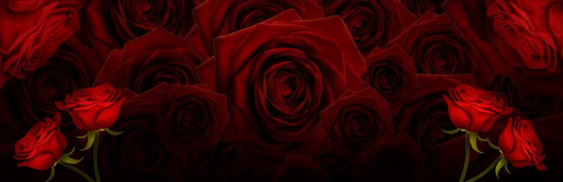 High resolution panoramic photo montage of individually colour graded Red Roses