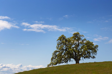 Single California oak tree on blue sky with white clouds background 