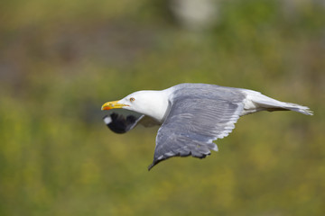 An adult yellow-legged gull (Larus michahellis) flying through the ancient ruins of the city centre of Rome.
