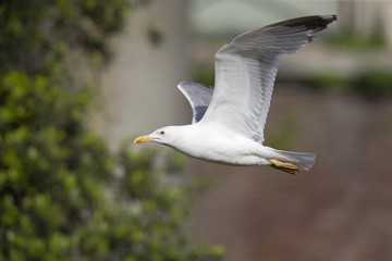 An adult yellow-legged gull (Larus michahellis) flying through the ancient ruins of the city centre of Rome.