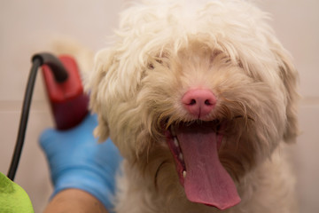 white dog in dog grooming cutting hair with razor