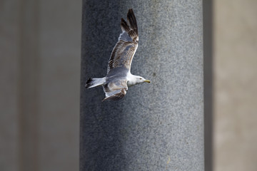 An adult yellow-legged gull (Larus michahellis) flying through the ancient ruins of the city centre of Rome.