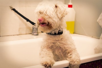 dog in the bathtub ready to be bathed in the dog beauty salon