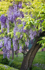 A tree of purple wisteria in a garden