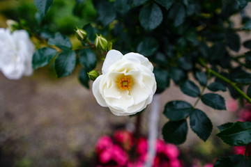 Old German monastery with a fantastic garden