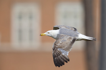An adult yellow-legged gull (Larus michahellis) flying through the ancient ruins of the city centre of Rome.