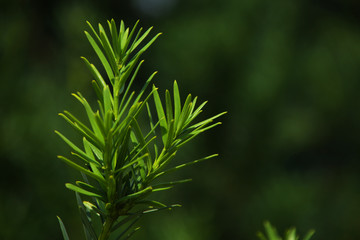 green leaves of a tree