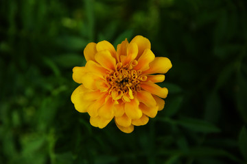 yellow flower in the garden