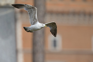 An adult yellow-legged gull (Larus michahellis) flying through the ancient ruins of the city centre of Rome.