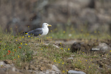 An adult yellow-legged gull (Larus michahellis) perched on the ruins of the Trajan's Forum in Rome city centre.
