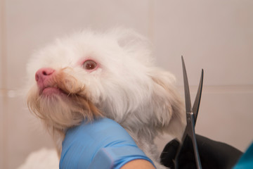 cutting the dog's hair in dogs grooming