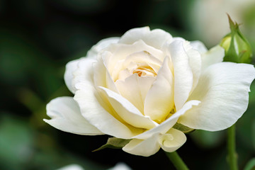 白色のばら