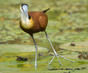jacana