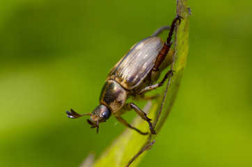 beetle on leaf