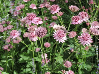 pink flowers in the garden