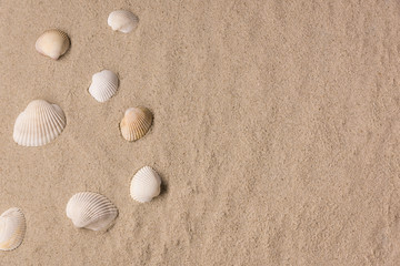 White sea shell on the beach top view copy space