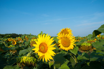 bright sunflowers on a large field on a sunny day