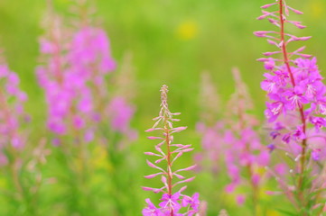 Obraz premium The tip of the narrow-leaved cypress bright summer day