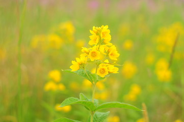 Obraz premium The top of the camel with bright yellow flowers, close-up