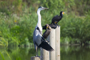 egret and cormorant on wood perch