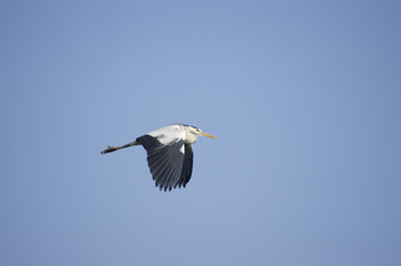 great white egret in flight