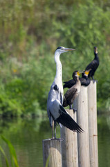 egret and cormorant on wood perch