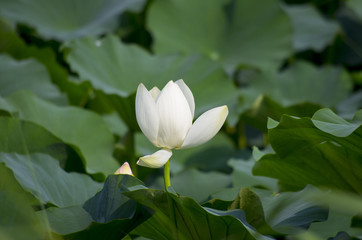 Obraz premium white lotus flower on pond
