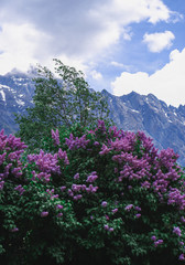 Fototapeta premium pink flowers on the background of mountains, lilac, lilac blooms, lilac in may on the background of mountains, beautiful nature
